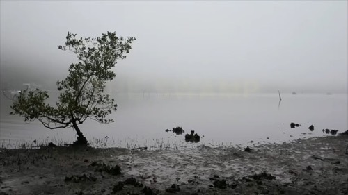 the-swamp-third-edit--