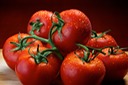 Tomato fresh